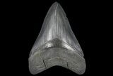 Serrated, Fossil Megalodon Tooth #125265-1